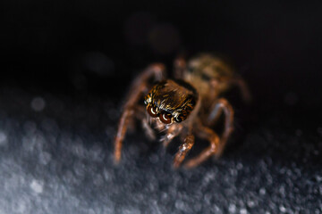 깡충거미의 새끼, spiderling, jumping spider	