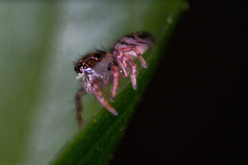 깡충거미의 새끼, spiderling, jumping spider	