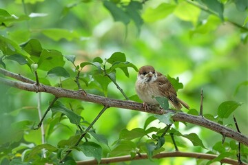 sparrow chick on the branch