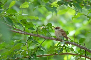 sparrow chick on the branch