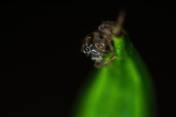 깡충거미의 새끼, spiderling, jumping spider	