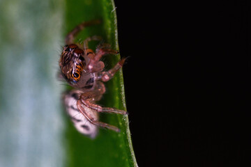 깡충거미의 새끼, spiderling, jumping spider	