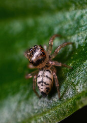 깡충거미의 새끼, spiderling, jumping spider	