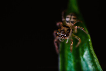 깡충거미의 새끼, spiderling, jumping spider	