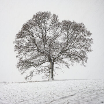 Lone Tree In Snow