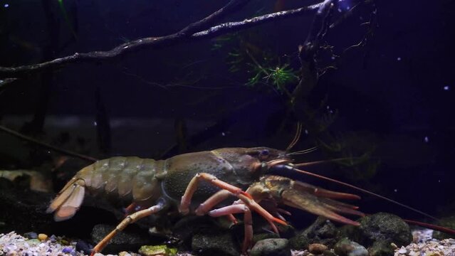 narrow-clawed crayfish crawl driftwood and twigs of sand stone bottom with claws, detritus and algae in planted biotope aquarium, wild caught domesticated freshwater species, highly adaptable animal