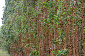 Eucalyptus plantation, for industrial use on countryside of Sao Paulo state, Brazil