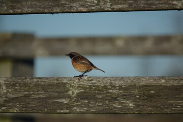 male stonechat (Saxicola torquata) perched on an old weathered fence rail