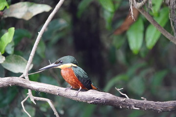 Green-and-rufous Kingfisher male, (Chloroceryle inda) Alcedinidae family. Amazonas, Brazil.