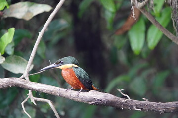Green-and-rufous Kingfisher male, (Chloroceryle inda)  Alcedinidae family.  Amazonas, Brazil.