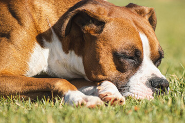 beautiful boxer dog portrait on green meadow