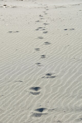 Fototapeta na wymiar 冬の砂浜に残る足跡