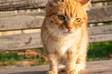 portrait of a cat