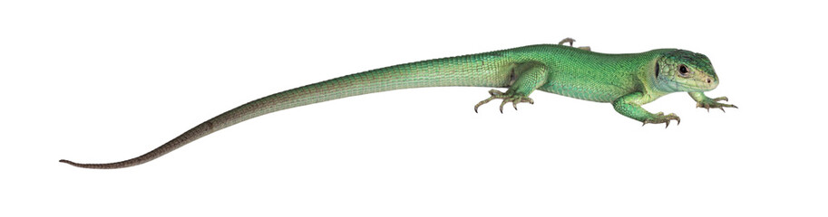 Side view of Western Green Lizard aka Lacerta bilineata. Isolated on white background.