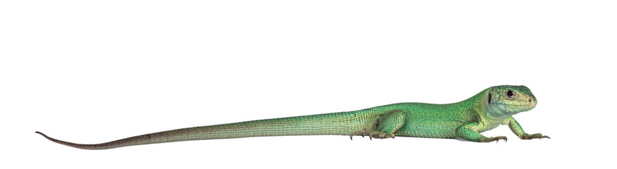 Side view of Western Green Lizard aka Lacerta bilineata. Isolated on white background.