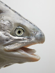 head of a sea fish close-up on a white background