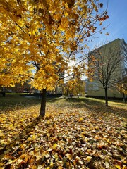 autumn leaves in the park