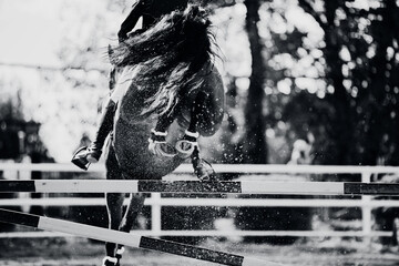 Fototapeta premium A black-and-white image of a horse jumping over a high barrier, kicking up dust with its hooves. Equestrian sports and show jumping. Horse riding.
