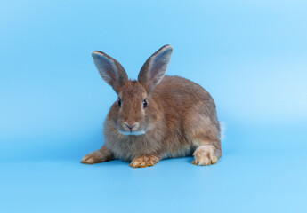 side view of little brown rabbit cute standing on blue background Cute action of a beautiful bright rabbit in nature life.