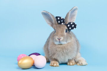 side view of little brown rabbit cute standing on blue background Cute action of a beautiful bright rabbit in nature life.