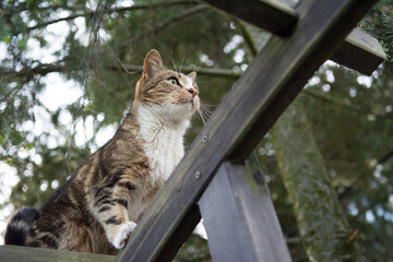 Black beige and white cat standing high on trellis, looking at something - 558143649