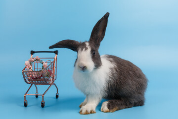 little rabbit's point of view cute standing on blue background Cute action of a beautiful bright...