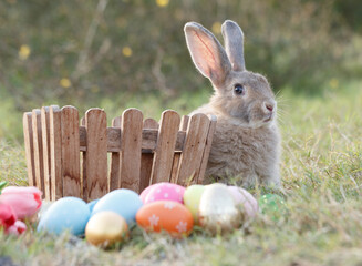 Cute little white rabbit on colorful flowers. On the green grass and nature background, a green garden on a sunny day. Easter animal symbols