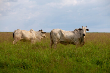 Cattle of the Nelore breed, in the pasture of high grass. Countryside of Brazil - obrazy, fototapety, plakaty