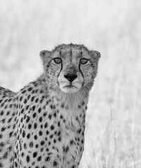Cheetah