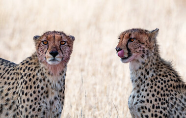 Cheetah Pair