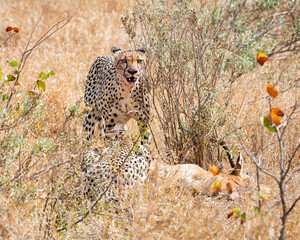 Cheetah With Kill