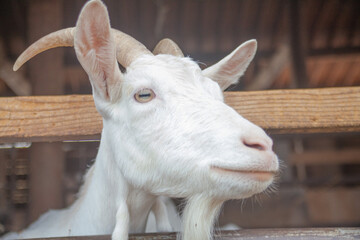 portrait of a goat