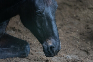 Ausschnitt Kopf von einem schwarz braunem Warmblut Pferd im Offenstall entspannt liegend auf Miscanthus Pellet Einstreu