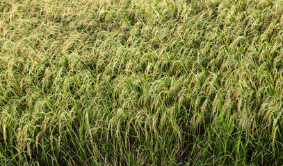 Golden rice field growing in Thailand