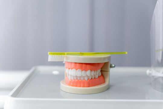 Clean teeth dental jaw model and yellow thooth brush on gray background.