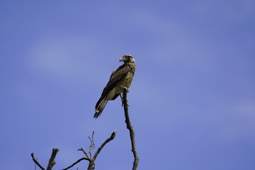 The chimango caracara (Milvago chimango) is a species of bird of prey in the family Falconidae. Location: Lake Mamori, Amazonas – Brazil.