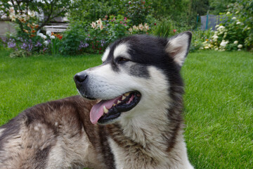 Alaska malamute