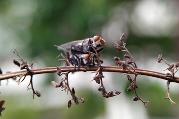 flies mating