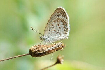 Fototapeta na wymiar close up of a butterfly