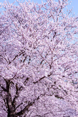 桜満開の桜並木