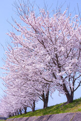 桜満開の桜並木