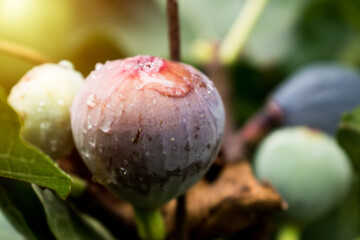 Purple fig fruit hanging from the branch of a fig tree with dew and morning light, ficus carica