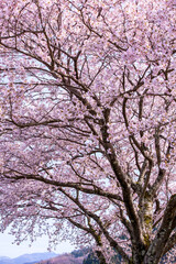 桜満開の桜並木