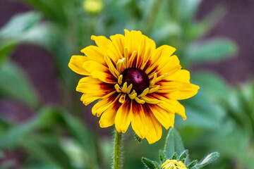 Yellow flower in a summer day.