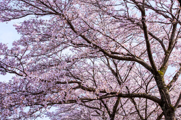 Obraz na płótnie Canvas 桜満開の桜並木