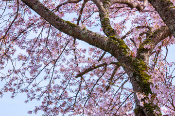 桜満開の桜並木