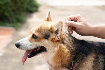 Close up woman applying tick and flea prevention treatment and medicine to her corgi dog or pet