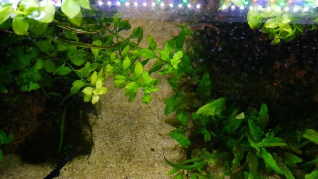 Lysimachia and cryptocoryne vegetation in flow of planted Amano style aquascape, fish figures, reflection of bright LED light on water surface, flatlay top view, nature ecosystem care for beginner