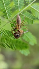 spider on a leaf