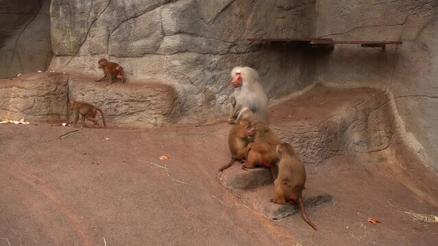 Flock of monkeys roams the stone surface, in the background rocks. Family of monkeys on a rock. Macaques orangutans go about their business in nature